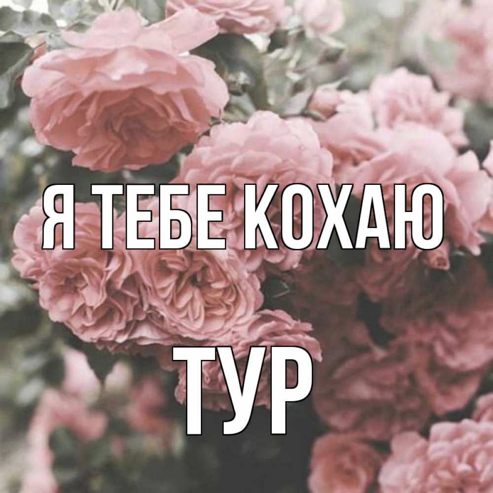 Открытка на каждый день з підписом, Тур Я тебе кохаю розы 3 Прикольна листівка з побажанням онлайн скачати безкоштовно 