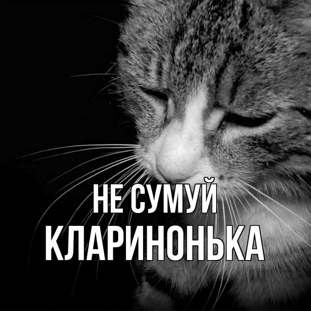 Открытка на каждый день з підписом, Кларинонька Не сумуй грустный котик Прикольна листівка з побажанням онлайн скачати безкоштовно 