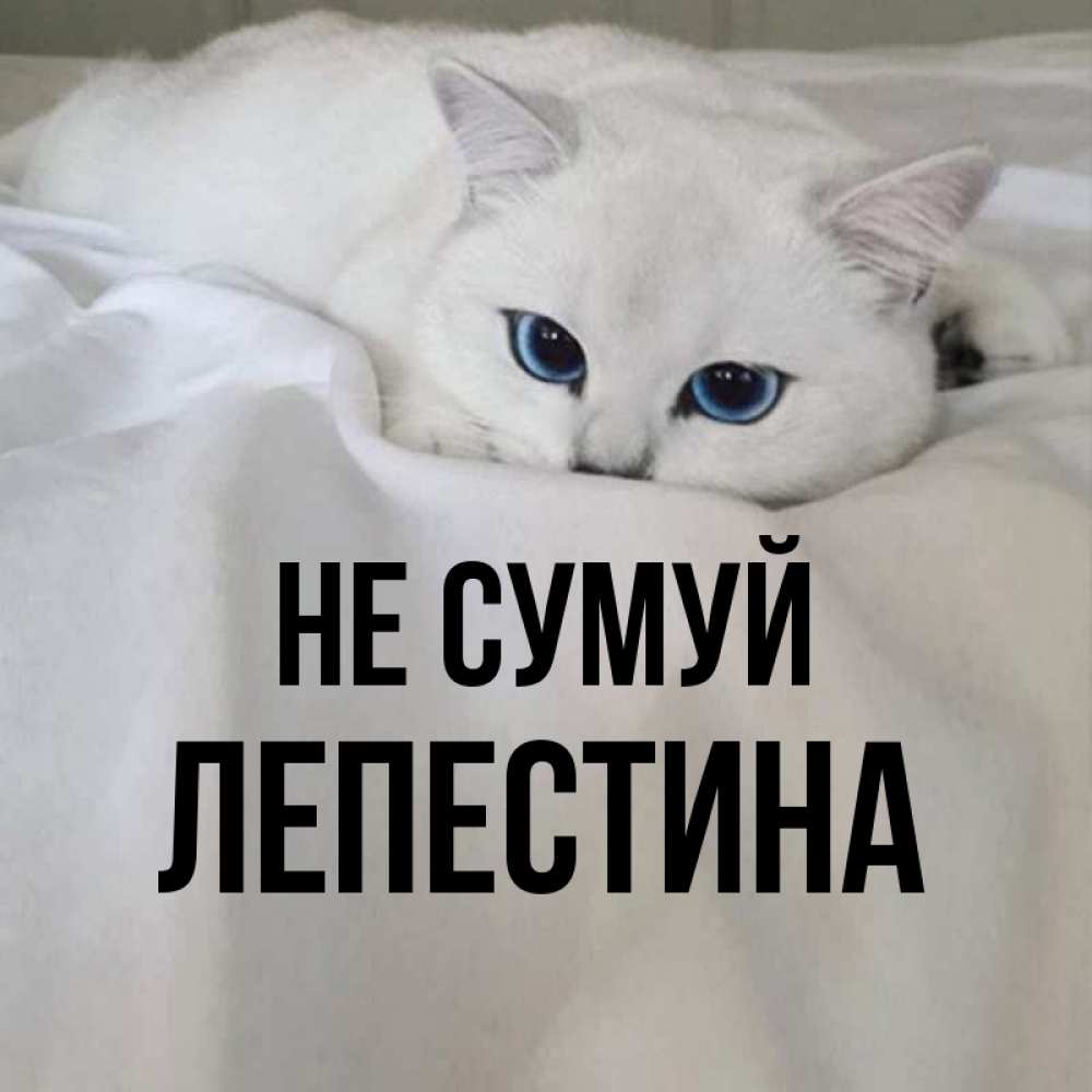 Открытка на каждый день з підписом, Лепестина Не сумуй Голубоглазая кошка Прикольна листівка з побажанням онлайн скачати безкоштовно 