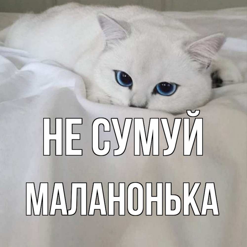 Открытка на каждый день з підписом, Маланонька Не сумуй белый кот с голубыми глазами на белоснежной кровати Прикольна листівка з побажанням онлайн скачати безкоштовно 