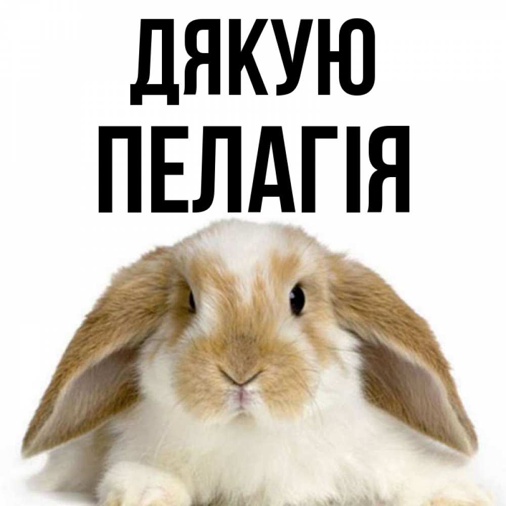 Открытка на каждый день з підписом, Пелагія Дякую коричнево белый заяц Прикольна листівка з побажанням онлайн скачати безкоштовно 