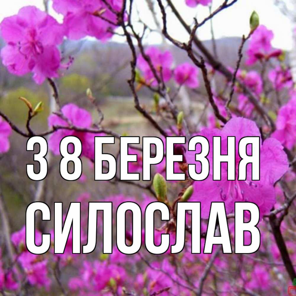 Открытка на каждый день з підписом, Силослав З 8 БЕРЕЗНЯ международный женский день Прикольна листівка з побажанням онлайн скачати безкоштовно 