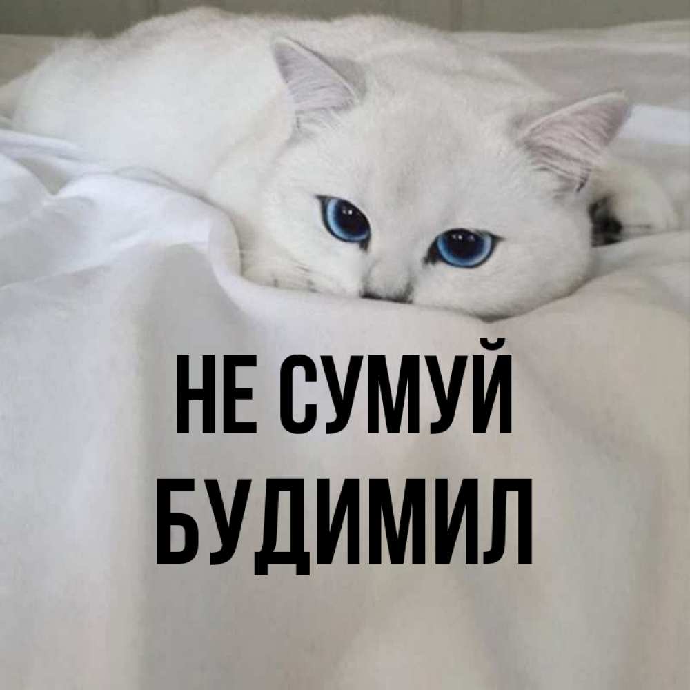 Открытка на каждый день з підписом, Будимил Не сумуй Голубоглазая кошка Прикольна листівка з побажанням онлайн скачати безкоштовно 