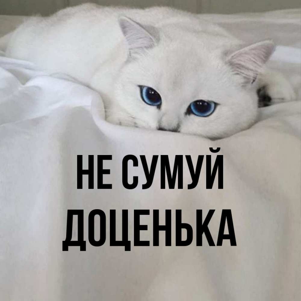Открытка на каждый день з підписом, Доценька Не сумуй Голубоглазая кошка Прикольна листівка з побажанням онлайн скачати безкоштовно 