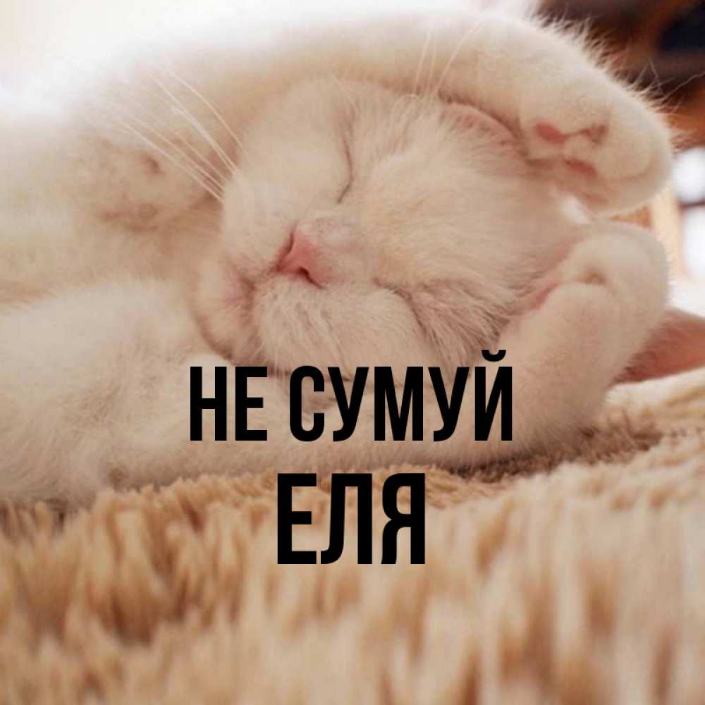 Открытка на каждый день з підписом, Еля Не сумуй Котенок спит Прикольна листівка з побажанням онлайн скачати безкоштовно 