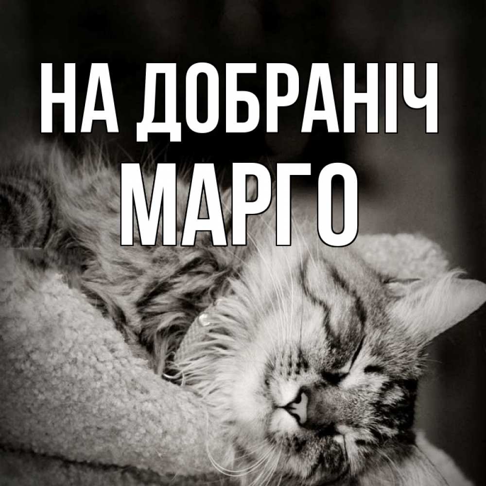 Открытка на каждый день з підписом, Марго На добраніч котярик пушистый Прикольна листівка з побажанням онлайн скачати безкоштовно 