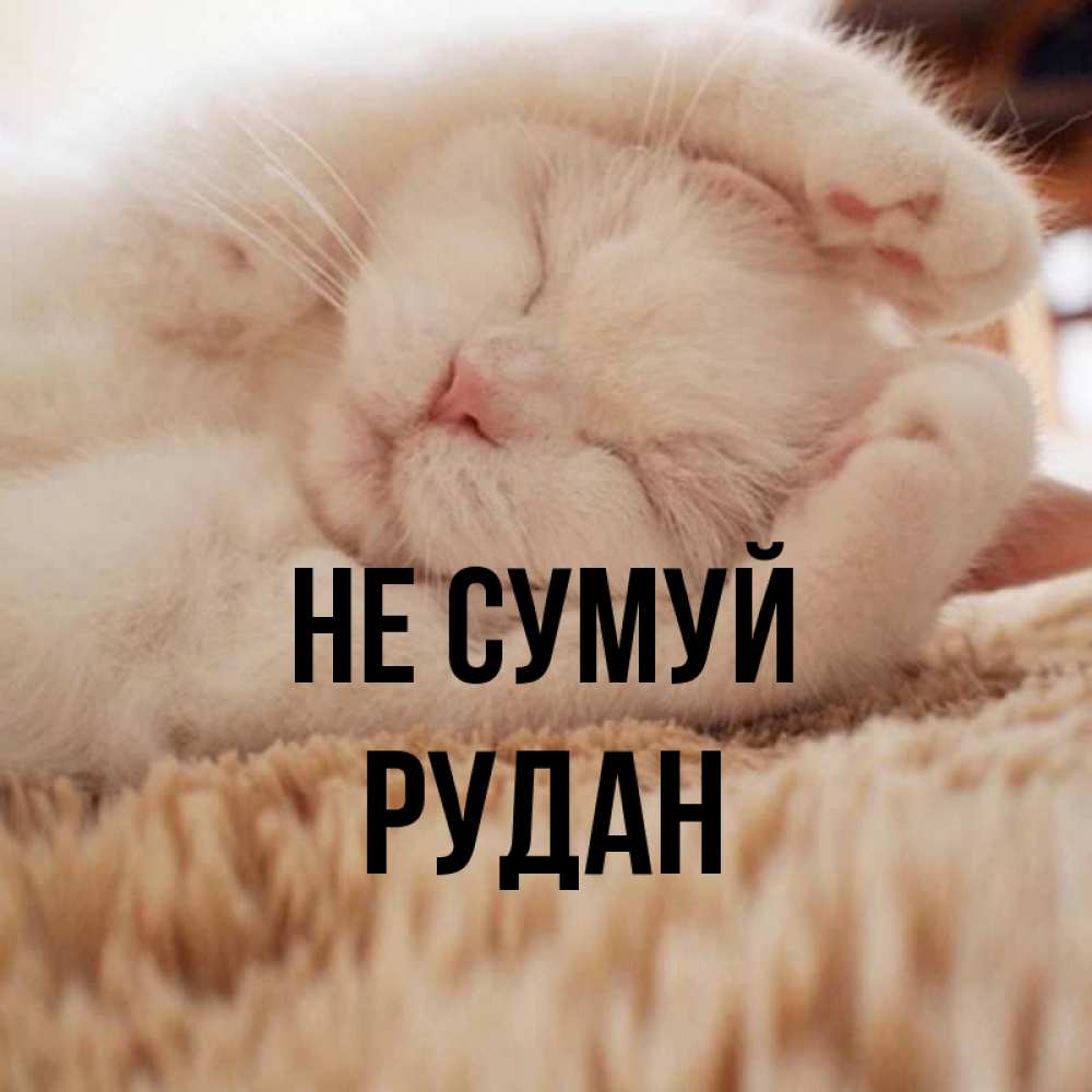 Открытка на каждый день з підписом, Рудан Не сумуй Котенок спит Прикольна листівка з побажанням онлайн скачати безкоштовно 
