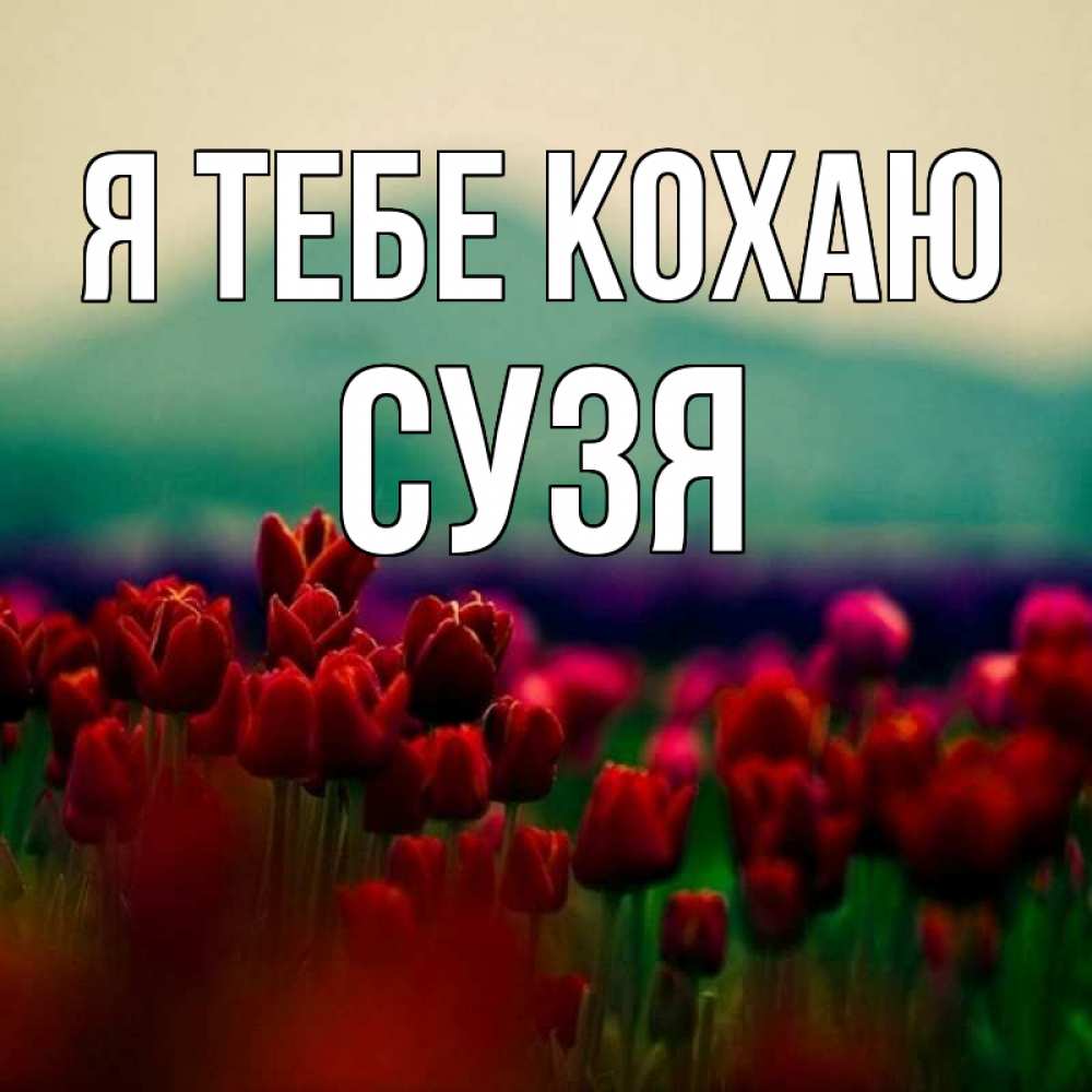 Открытка на каждый день з підписом, Сузя Я тебе кохаю тюльпаны 4 Прикольна листівка з побажанням онлайн скачати безкоштовно 