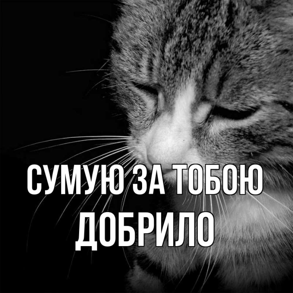 Открытка на каждый день з підписом, Добрило Сумую за тобою мне скучно Прикольна листівка з побажанням онлайн скачати безкоштовно 