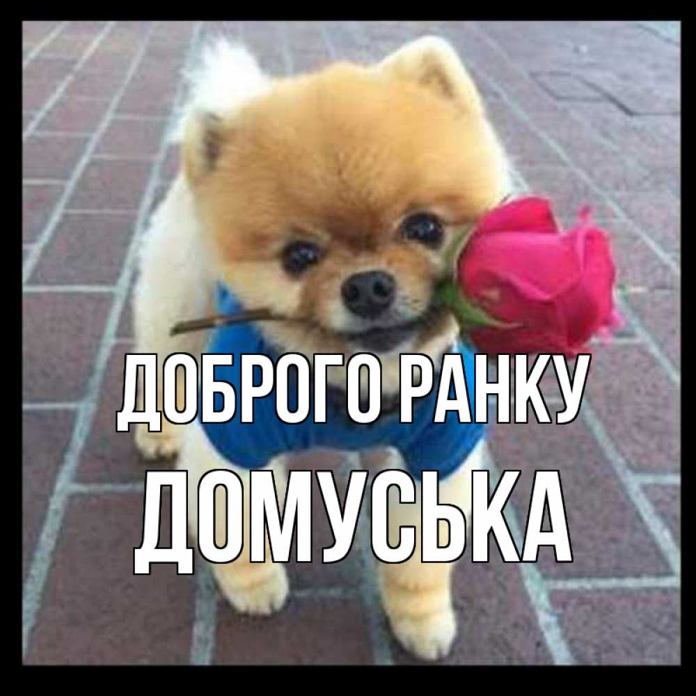 Открытка на каждый день з підписом, Домуська Доброго ранку роза в зубах Прикольна листівка з побажанням онлайн скачати безкоштовно 