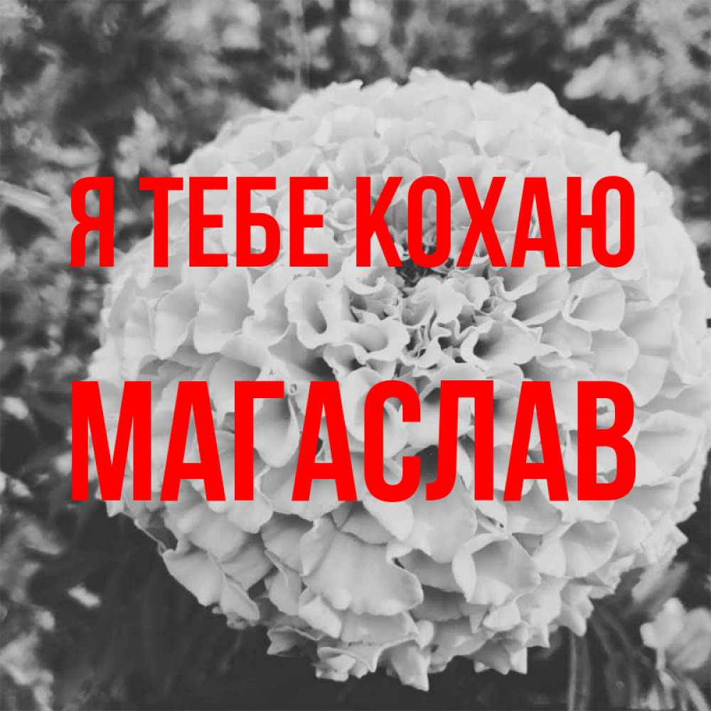 Открытка на каждый день з підписом, Магаслав Я тебе кохаю подпись Прикольна листівка з побажанням онлайн скачати безкоштовно 