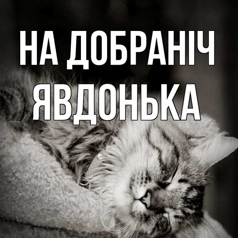Открытка на каждый день з підписом, Явдонька На добраніч котярик пушистый Прикольна листівка з побажанням онлайн скачати безкоштовно 