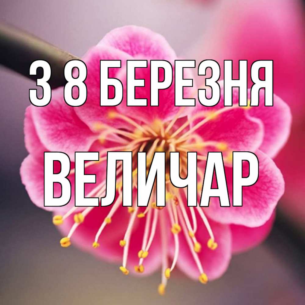 Открытка на каждый день з підписом, Величар З 8 БЕРЕЗНЯ цветы Прикольна листівка з побажанням онлайн скачати безкоштовно 