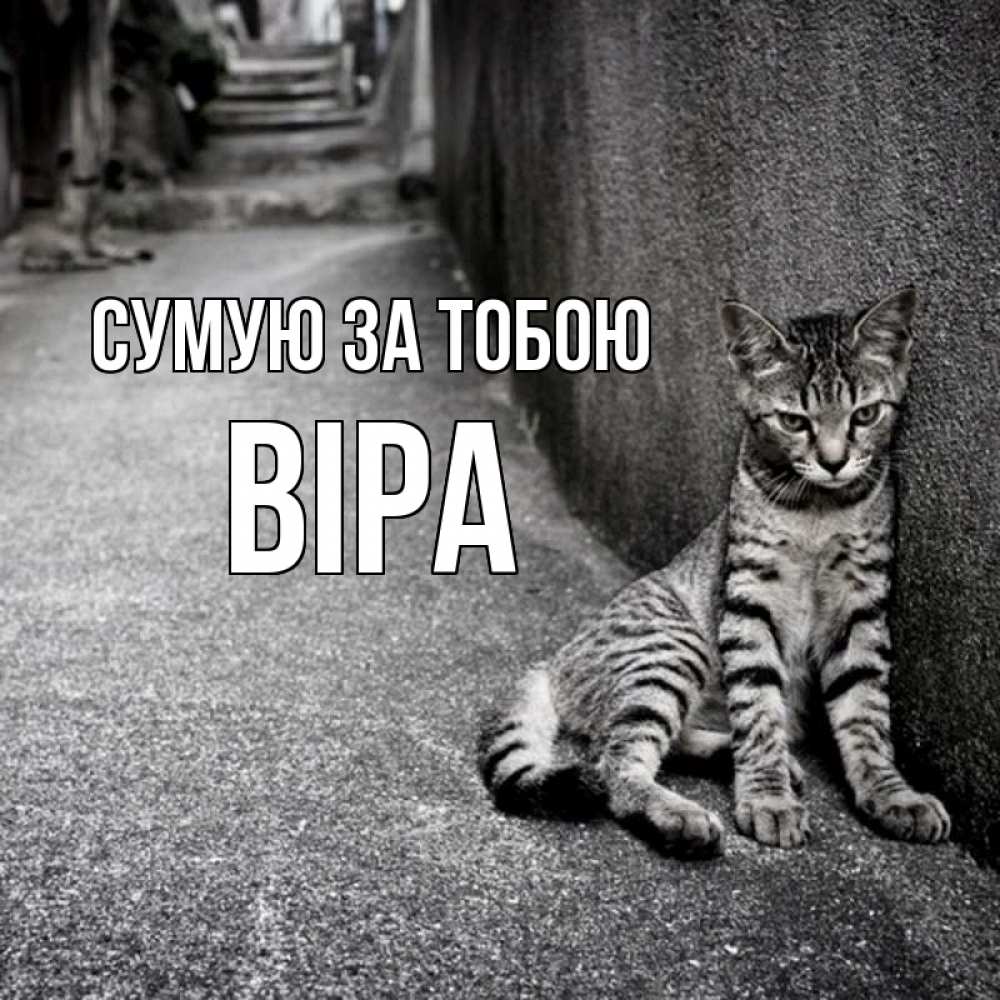 Открытка на каждый день з підписом, Віра Сумую за тобою одиноко котику Прикольна листівка з побажанням онлайн скачати безкоштовно 