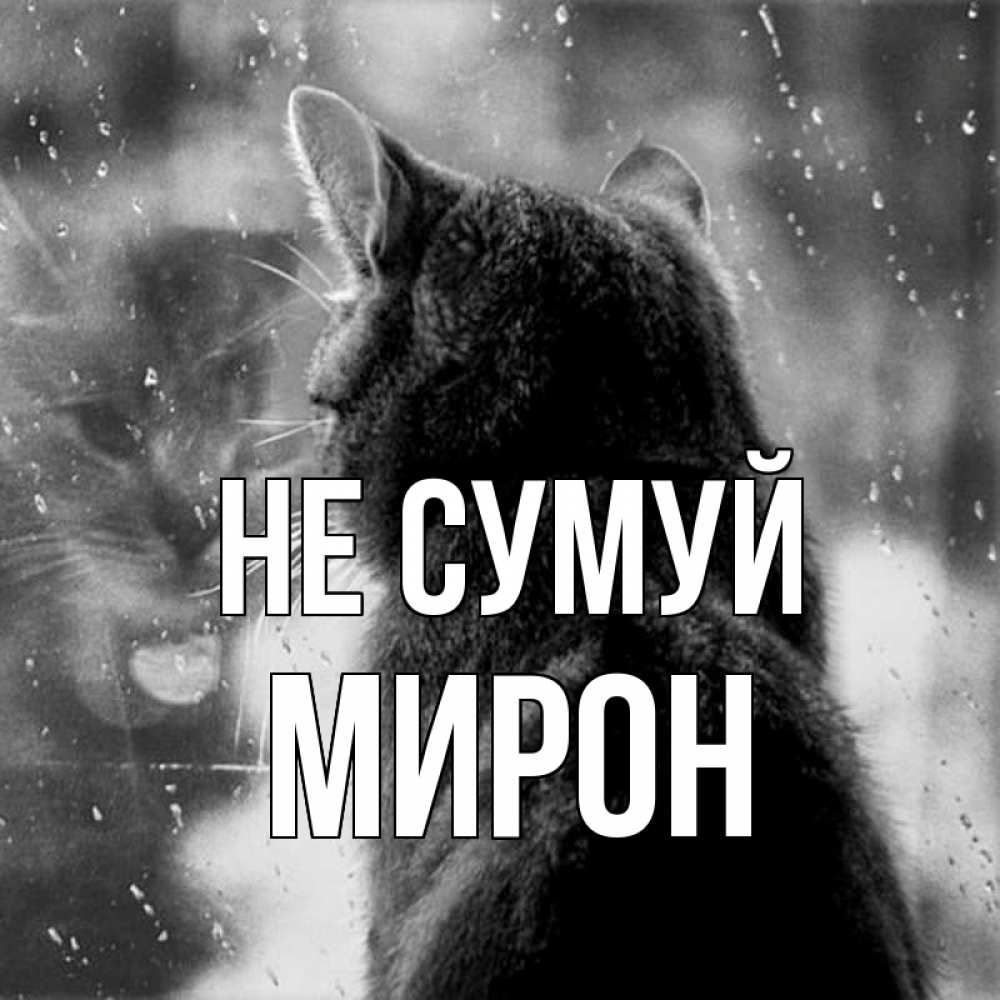 Открытка на каждый день з підписом, Мирон Не сумуй отражение кота 1 Прикольна листівка з побажанням онлайн скачати безкоштовно 