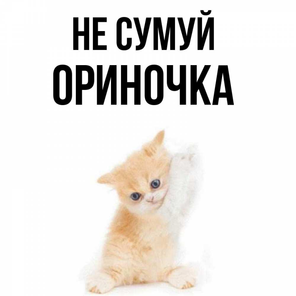 Открытка на каждый день з підписом, Ориночка Не сумуй просящий кот Прикольна листівка з побажанням онлайн скачати безкоштовно 