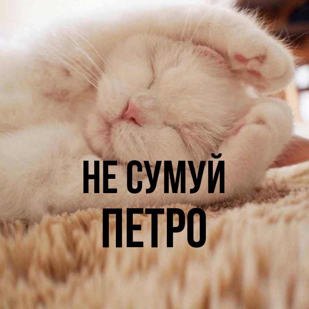 Открытка на каждый день з підписом, Петро Не сумуй Котенок спит Прикольна листівка з побажанням онлайн скачати безкоштовно 