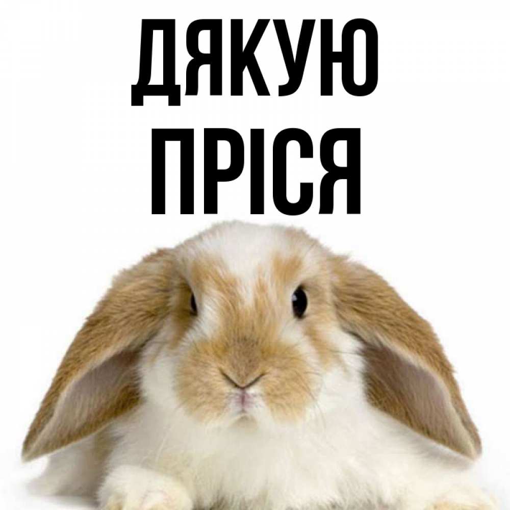 Открытка на каждый день з підписом, Пріся Дякую коричнево белый заяц Прикольна листівка з побажанням онлайн скачати безкоштовно 
