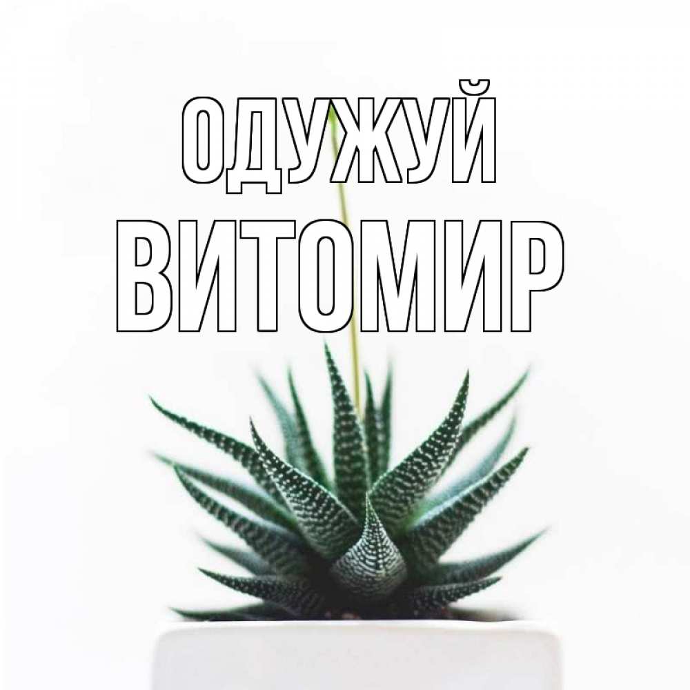 Открытка на каждый день з підписом, Витомир Одужуй короче это непонятная колючка Прикольна листівка з побажанням онлайн скачати безкоштовно 