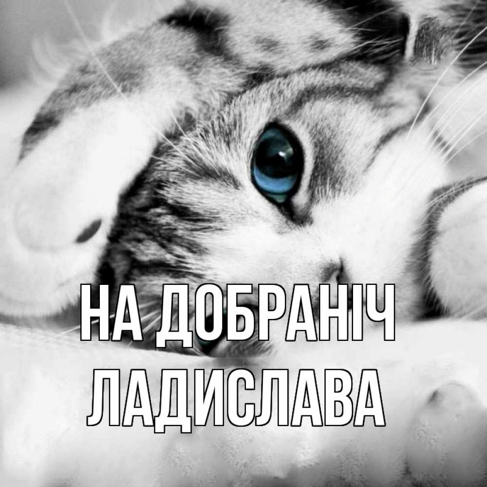 Открытка на каждый день з підписом, Ладислава На добраніч кот устал Прикольна листівка з побажанням онлайн скачати безкоштовно 