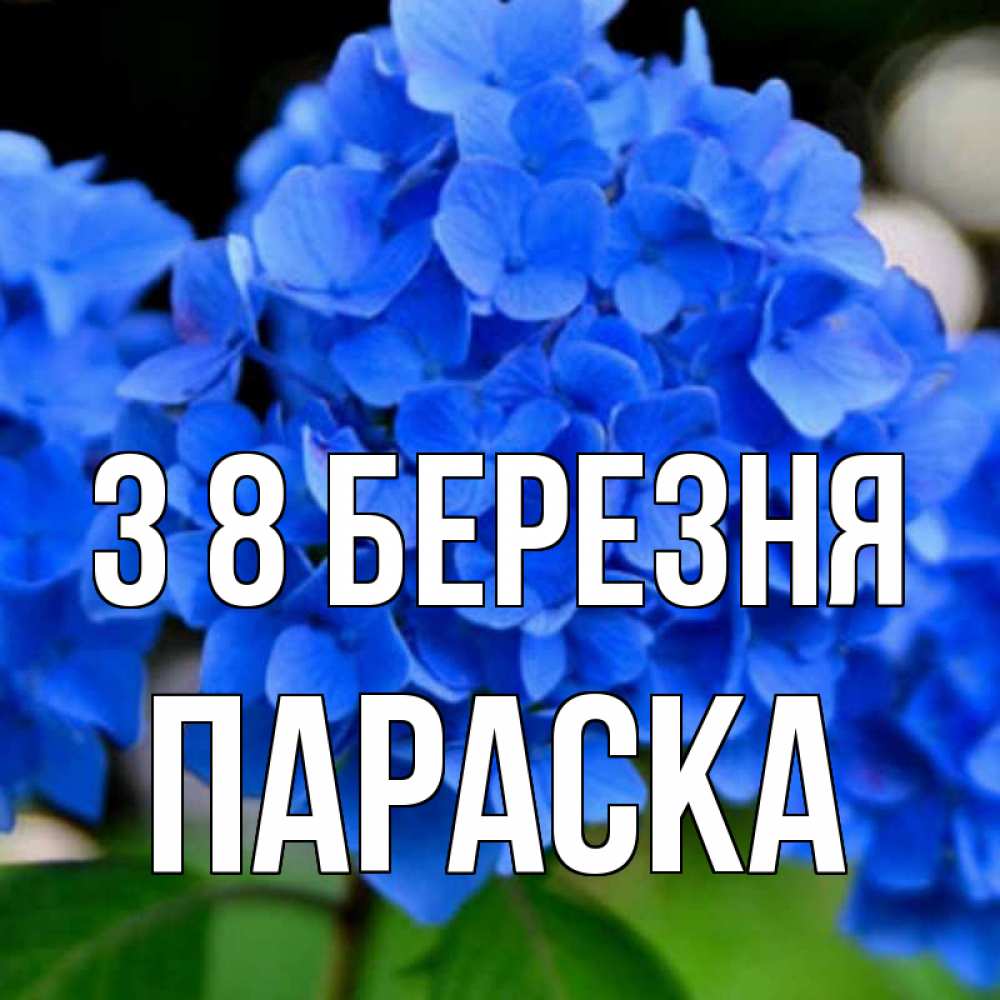 Открытка на каждый день з підписом, Параска З 8 БЕРЕЗНЯ синие цветы Прикольна листівка з побажанням онлайн скачати безкоштовно 