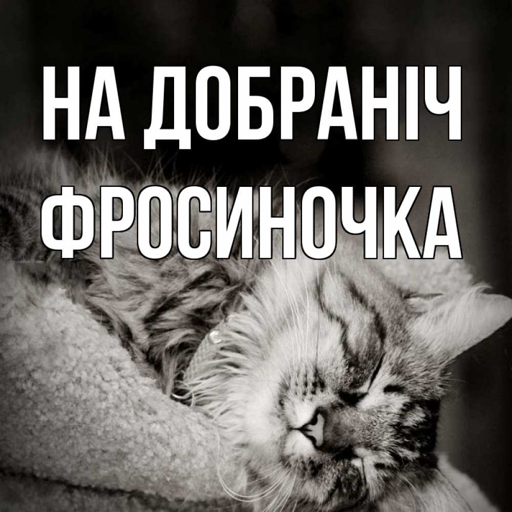 Открытка на каждый день з підписом, Фросиночка На добраніч котярик пушистый Прикольна листівка з побажанням онлайн скачати безкоштовно 