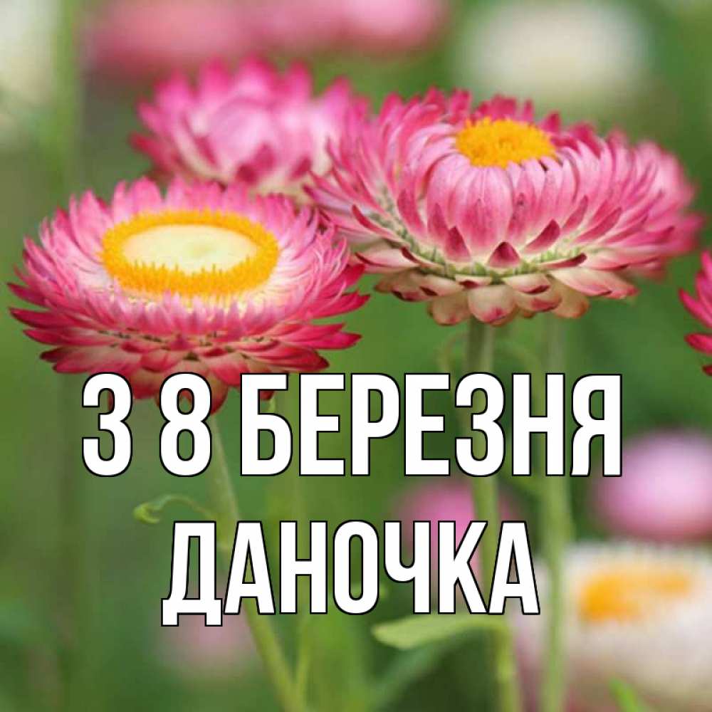 Открытка на каждый день з підписом, Даночка З 8 БЕРЕЗНЯ подарок на международный женский день Прикольна листівка з побажанням онлайн скачати безкоштовно 