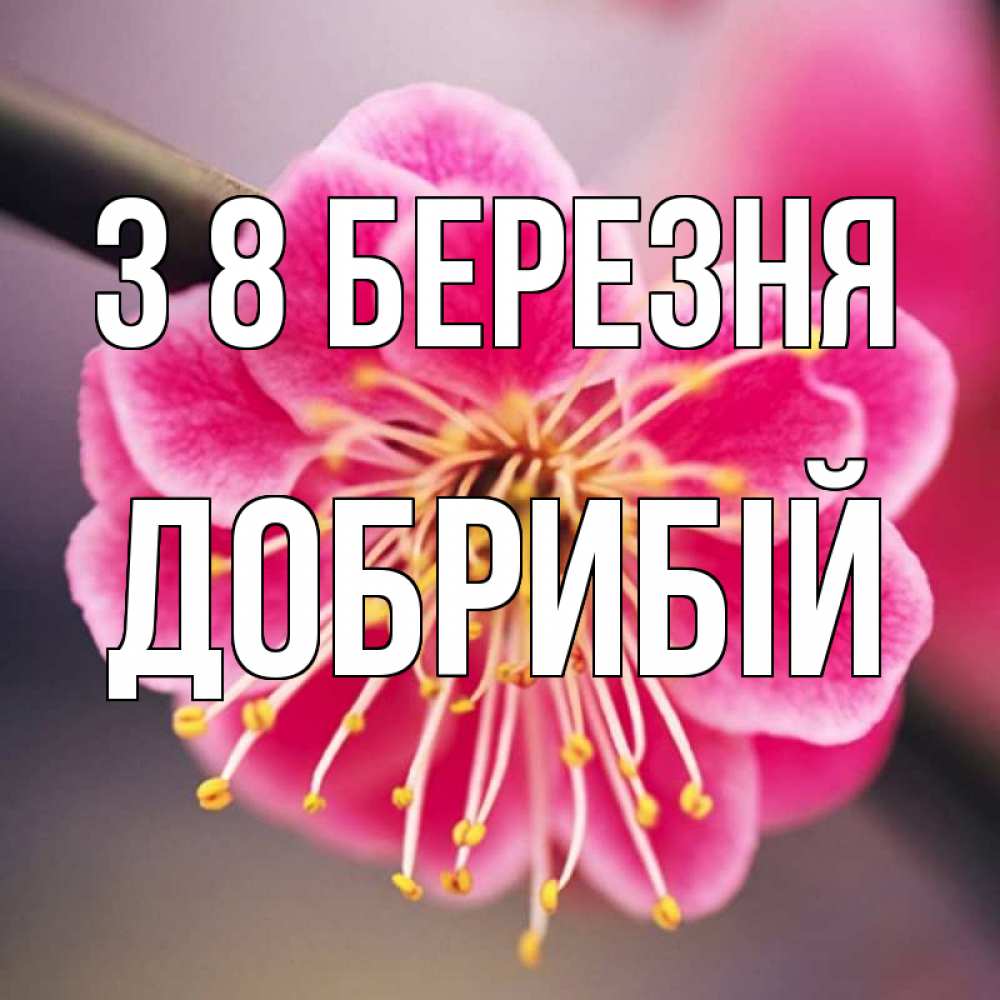 Открытка на каждый день з підписом, Добрибій З 8 БЕРЕЗНЯ цветы Прикольна листівка з побажанням онлайн скачати безкоштовно 