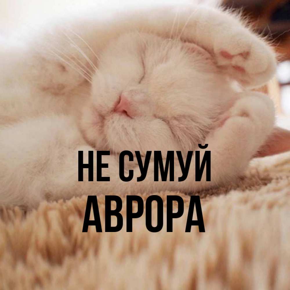 Открытка на каждый день з підписом, Аврора Не сумуй Котенок спит Прикольна листівка з побажанням онлайн скачати безкоштовно 