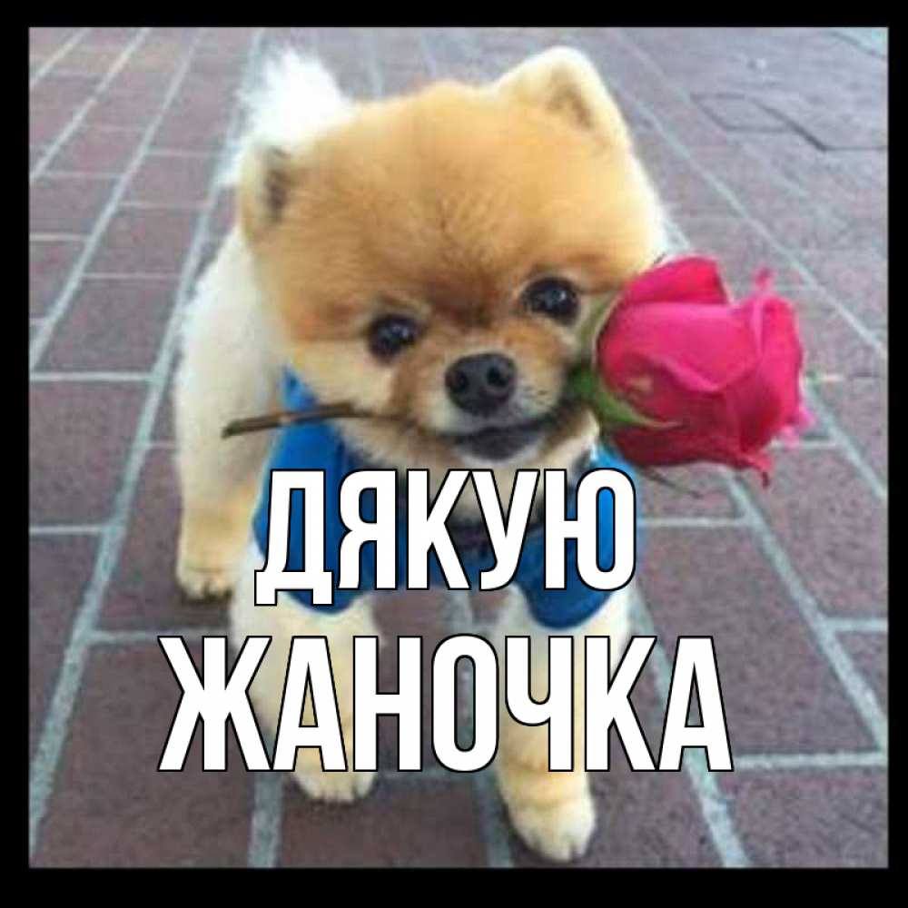 Открытка на каждый день з підписом, Жаночка Дякую спасибо и дарю тебе цветок Прикольна листівка з побажанням онлайн скачати безкоштовно 