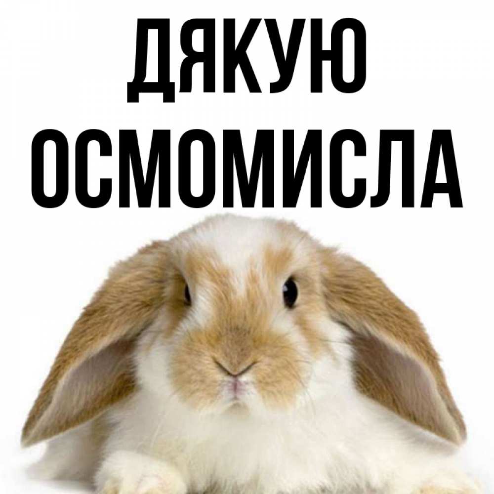 Открытка на каждый день з підписом, Осмомисла Дякую коричнево белый заяц Прикольна листівка з побажанням онлайн скачати безкоштовно 
