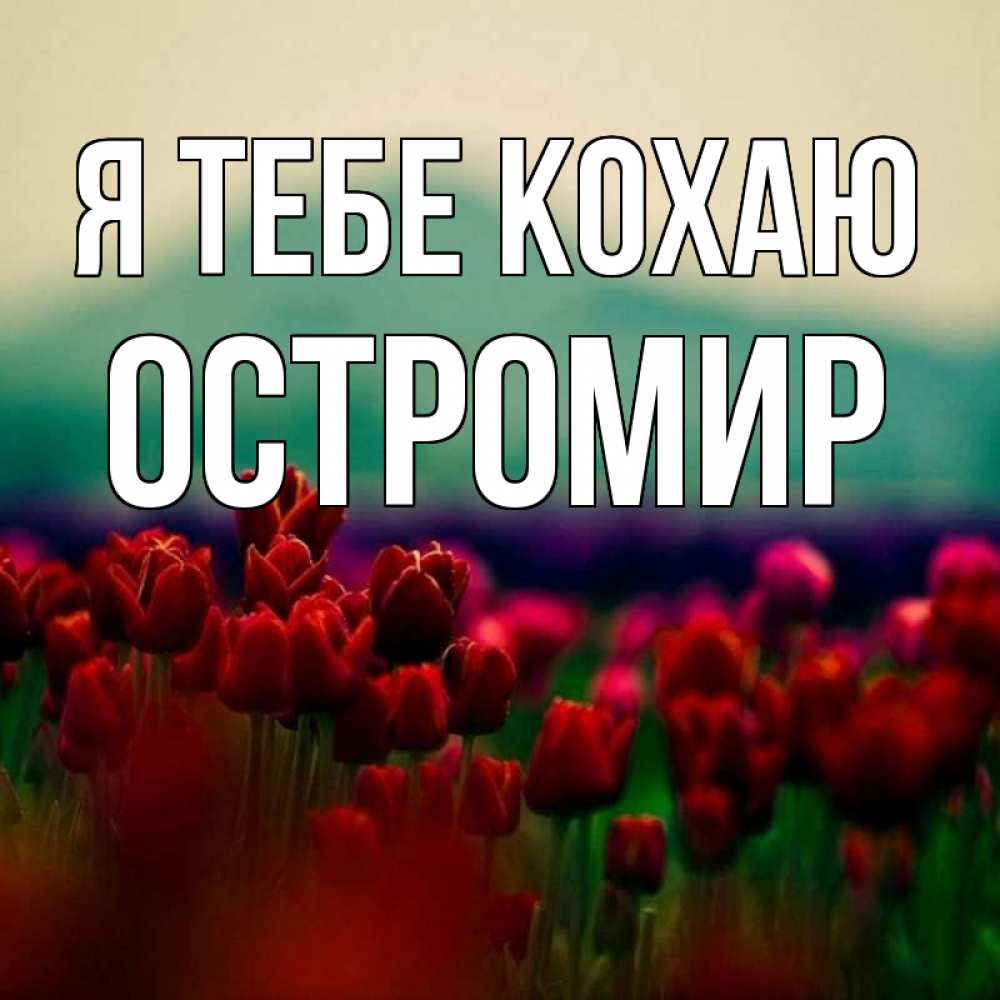 Открытка на каждый день з підписом, Остромир Я тебе кохаю тюльпаны 4 Прикольна листівка з побажанням онлайн скачати безкоштовно 