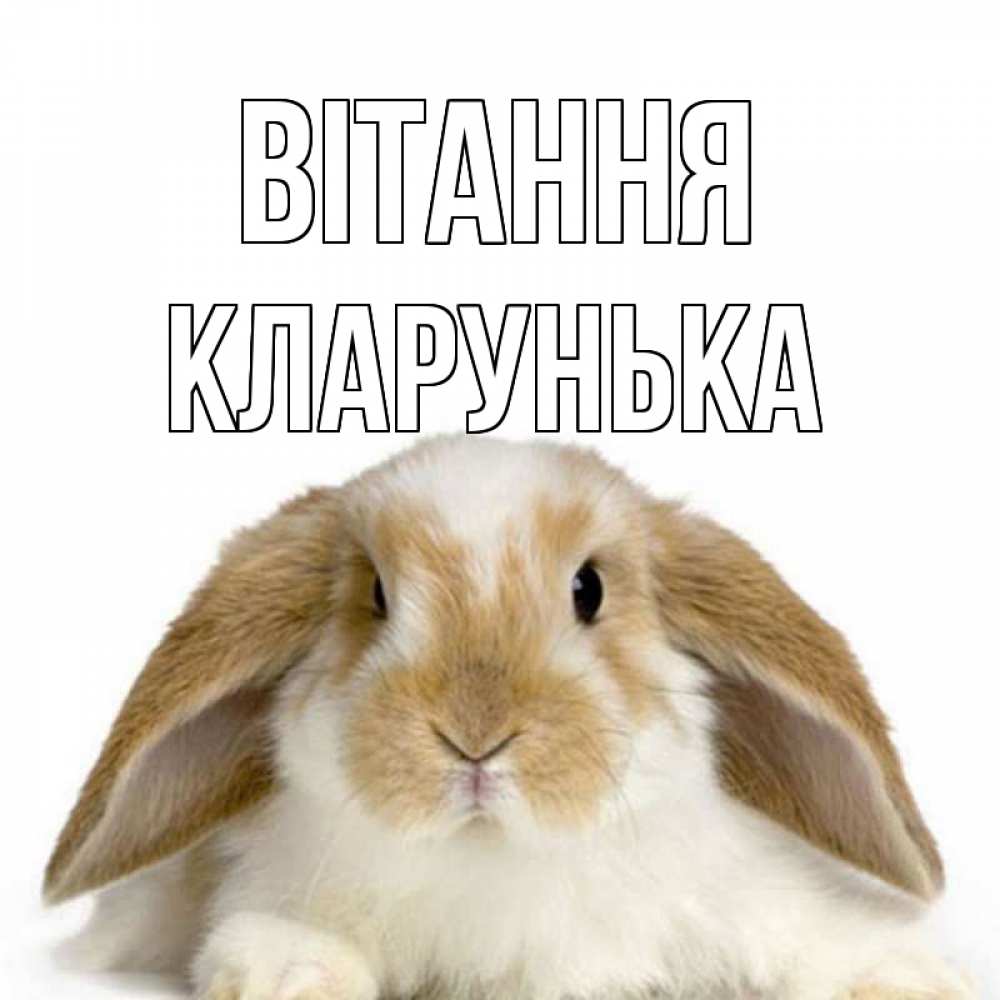 Открытка на каждый день з підписом, Кларунька Вітання с животными Прикольна листівка з побажанням онлайн скачати безкоштовно 