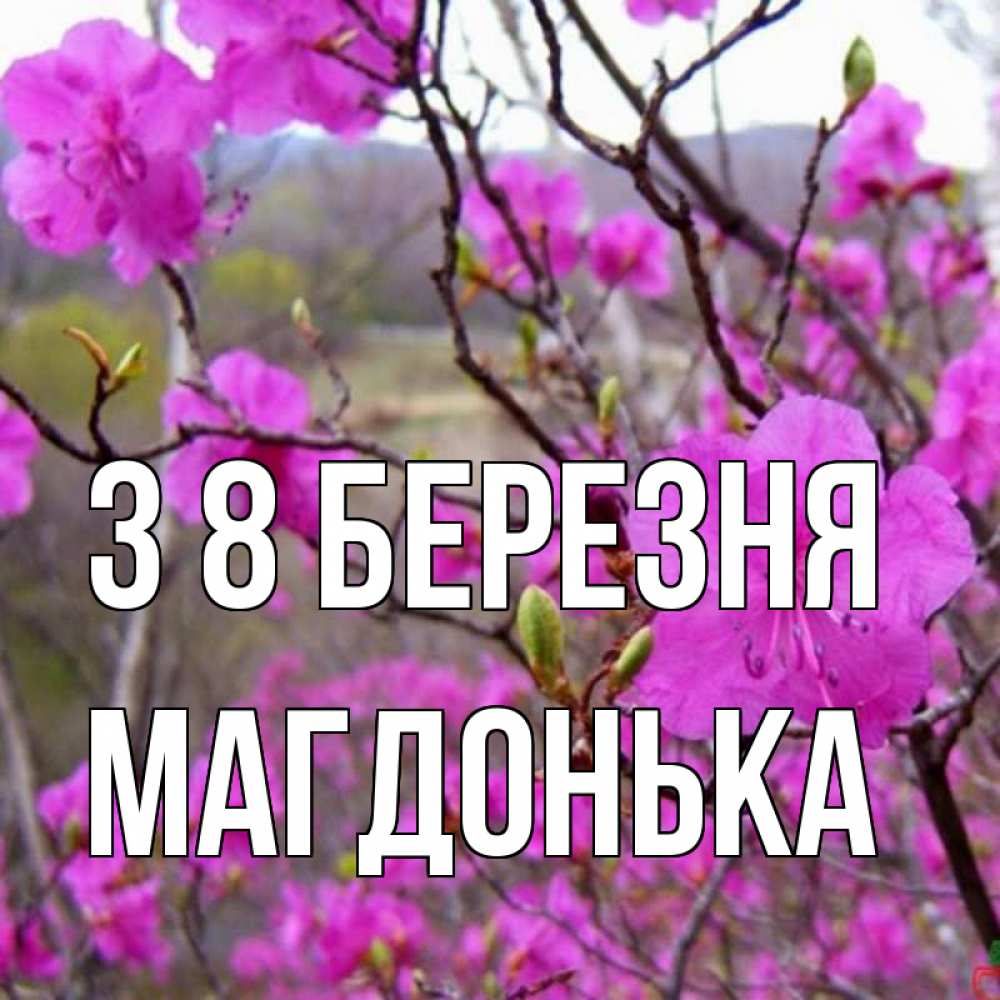 Открытка на каждый день з підписом, Магдонька З 8 БЕРЕЗНЯ международный женский день Прикольна листівка з побажанням онлайн скачати безкоштовно 