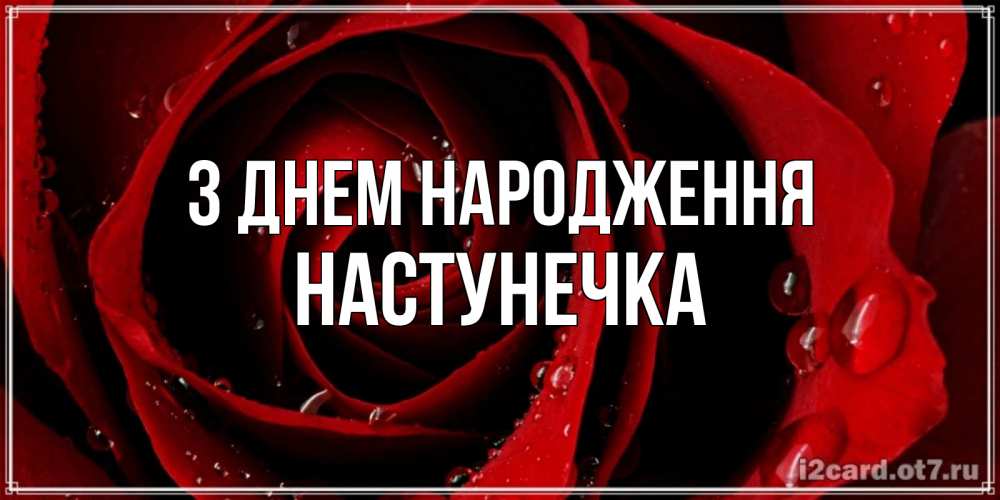 Открытка на каждый день з підписом, Настунечка З Днем народження крупная бордовая роза Прикольна листівка з побажанням онлайн скачати безкоштовно 