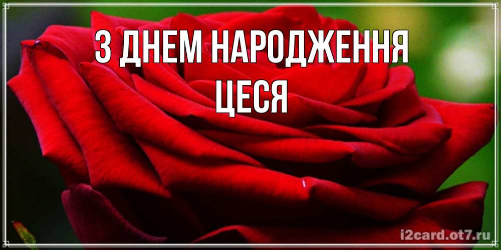 Открытка на каждый день з підписом, Цеся З Днем народження розочка очень красивая Прикольна листівка з побажанням онлайн скачати безкоштовно 