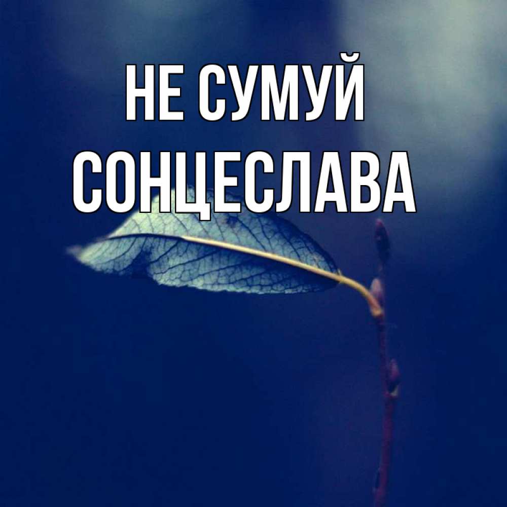 Открытка на каждый день з підписом, Сонцеслава Не сумуй растение Прикольна листівка з побажанням онлайн скачати безкоштовно 
