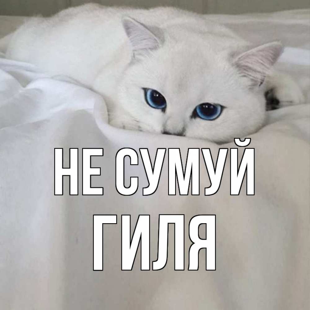 Открытка на каждый день з підписом, Гиля Не сумуй белый кот с голубыми глазами на белоснежной кровати Прикольна листівка з побажанням онлайн скачати безкоштовно 