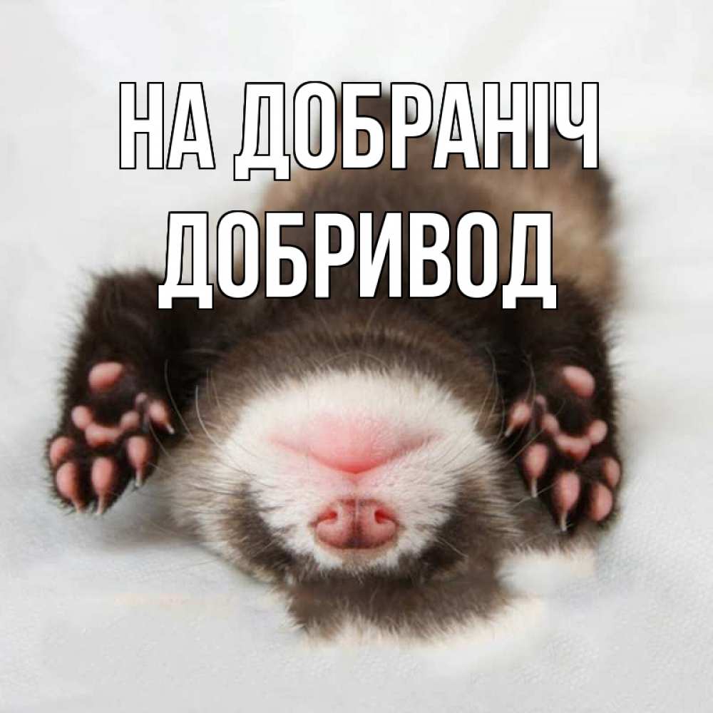 Открытка на каждый день з підписом, Добривод На добраніч зверек Прикольна листівка з побажанням онлайн скачати безкоштовно 