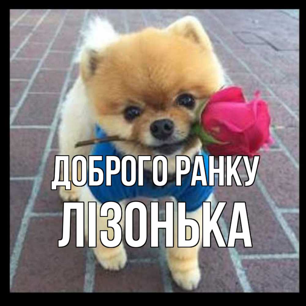 Открытка на каждый день з підписом, Лізонька Доброго ранку роза в зубах Прикольна листівка з побажанням онлайн скачати безкоштовно 