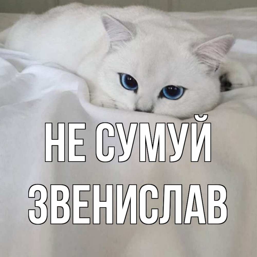 Открытка на каждый день з підписом, Звенислав Не сумуй белый кот с голубыми глазами на белоснежной кровати Прикольна листівка з побажанням онлайн скачати безкоштовно 