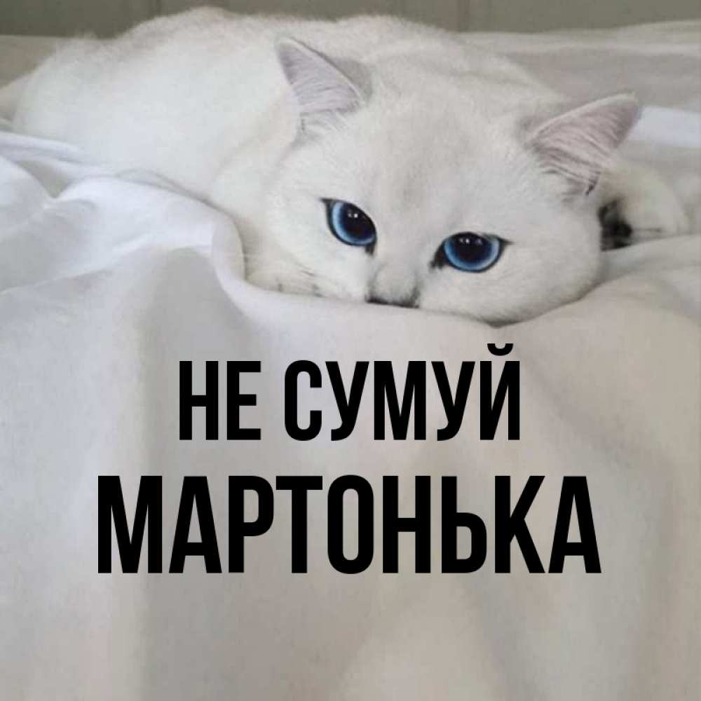 Открытка на каждый день з підписом, Мартонька Не сумуй Голубоглазая кошка Прикольна листівка з побажанням онлайн скачати безкоштовно 