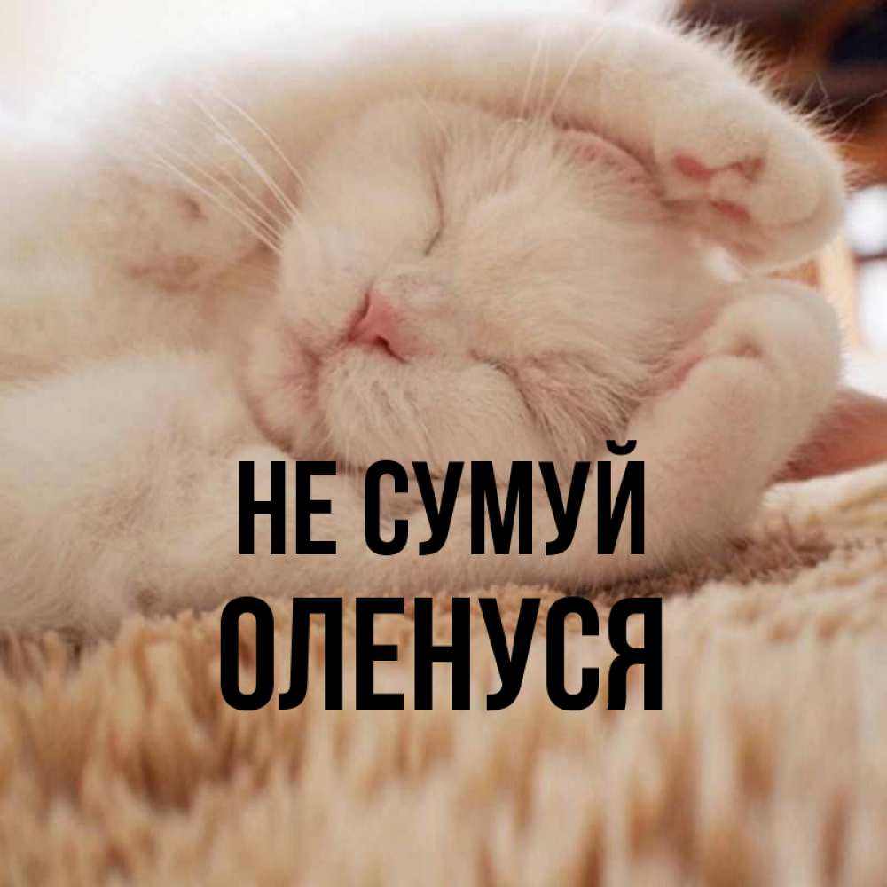 Открытка на каждый день з підписом, Оленуся Не сумуй Котенок спит Прикольна листівка з побажанням онлайн скачати безкоштовно 