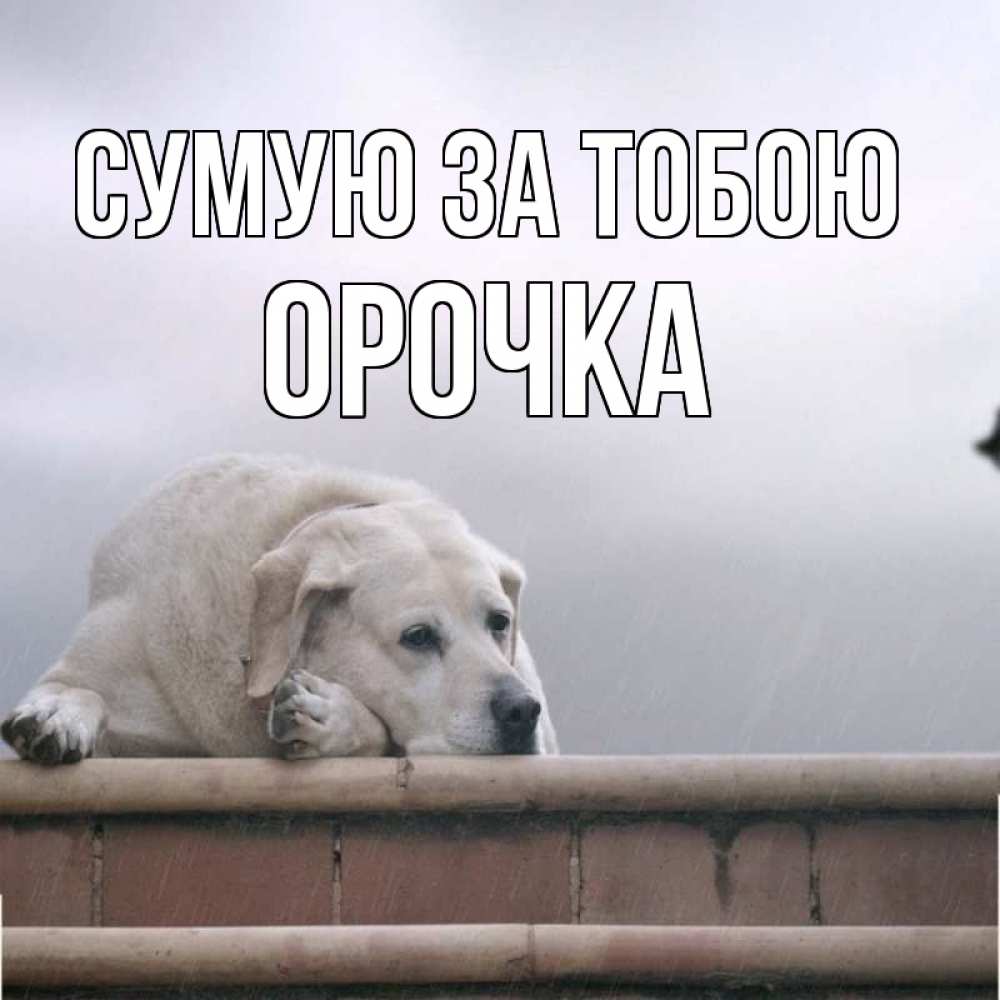 Открытка на каждый день з підписом, Орочка Сумую за тобою ждет Прикольна листівка з побажанням онлайн скачати безкоштовно 
