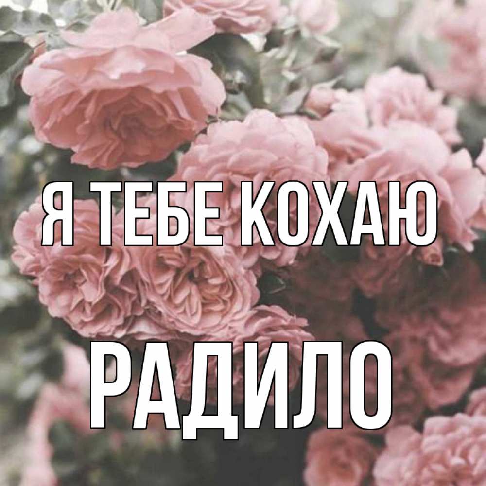 Открытка на каждый день з підписом, Радило Я тебе кохаю розы 3 Прикольна листівка з побажанням онлайн скачати безкоштовно 