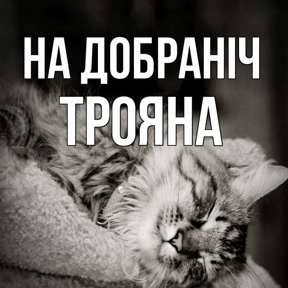 Открытка на каждый день з підписом, Трояна На добраніч котярик пушистый Прикольна листівка з побажанням онлайн скачати безкоштовно 
