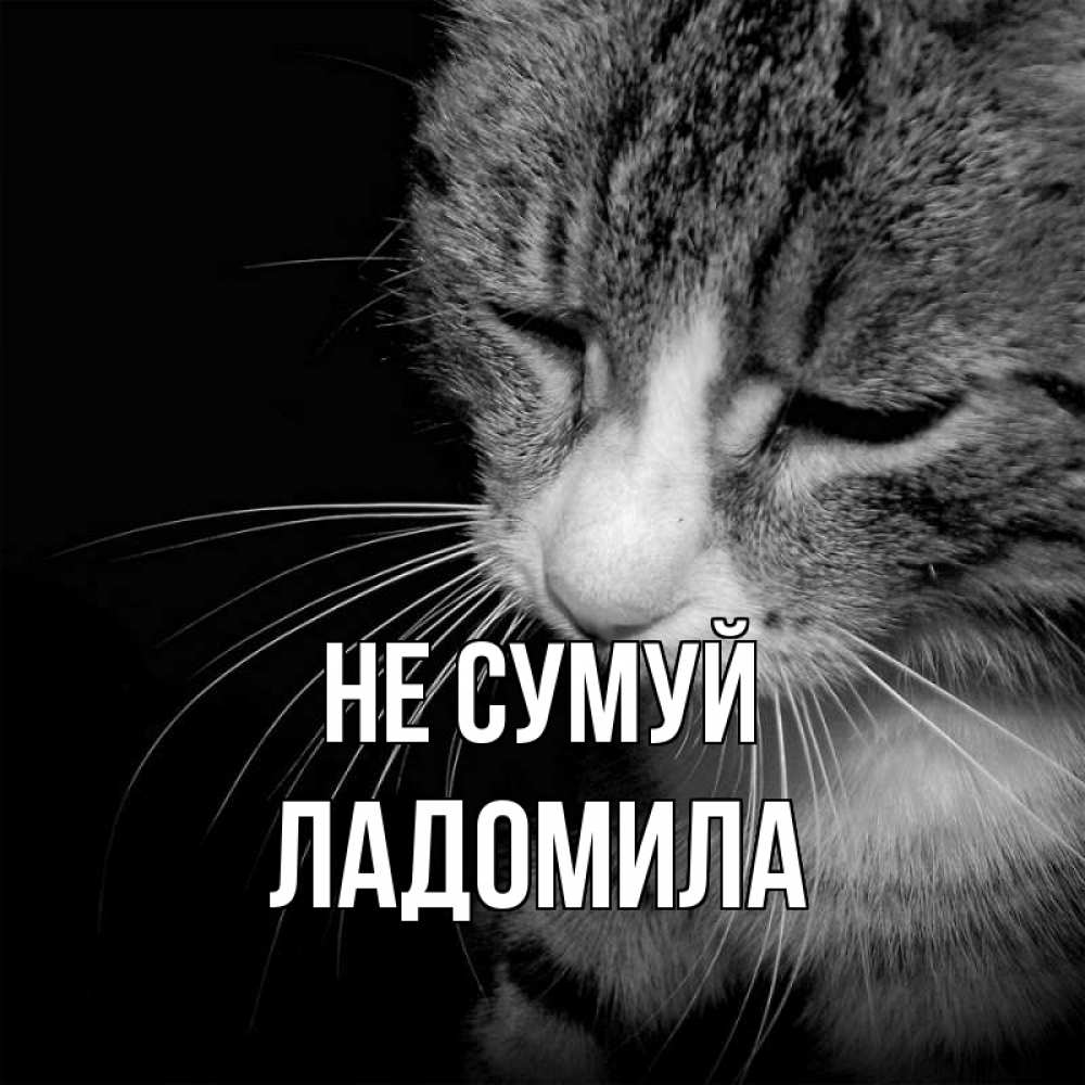Открытка на каждый день з підписом, Ладомила Не сумуй грустный котик Прикольна листівка з побажанням онлайн скачати безкоштовно 