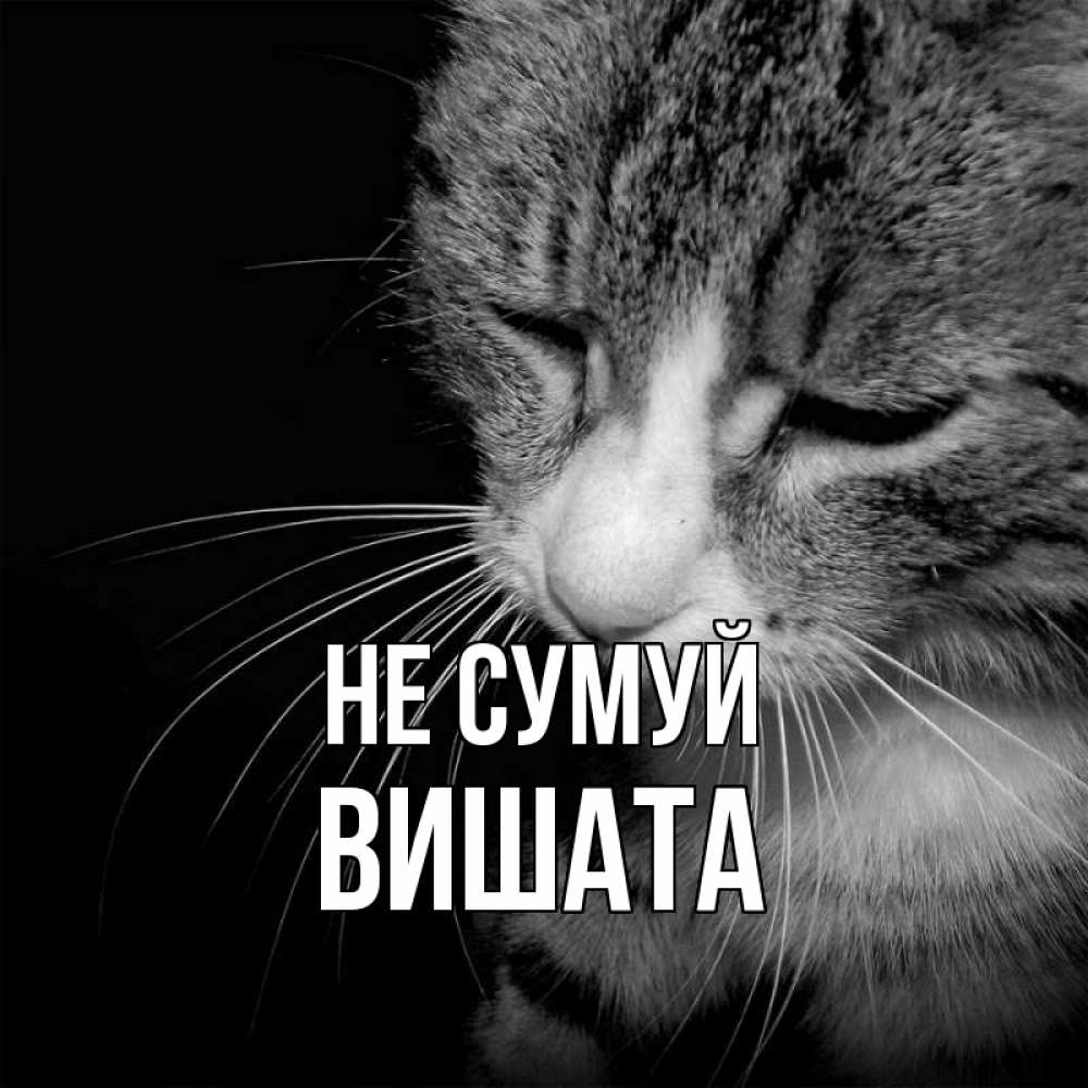 Открытка на каждый день з підписом, Вишата Не сумуй грустный котик Прикольна листівка з побажанням онлайн скачати безкоштовно 