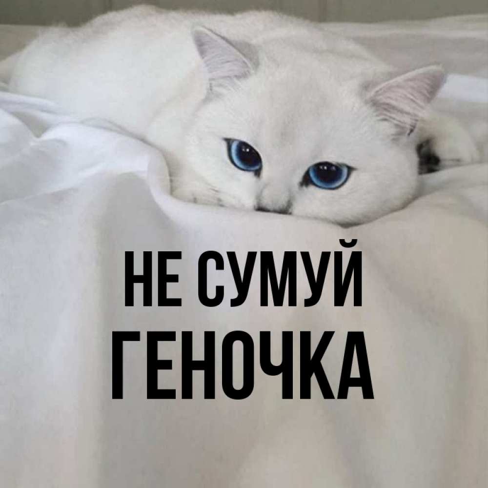 Открытка на каждый день з підписом, Геночка Не сумуй Голубоглазая кошка Прикольна листівка з побажанням онлайн скачати безкоштовно 
