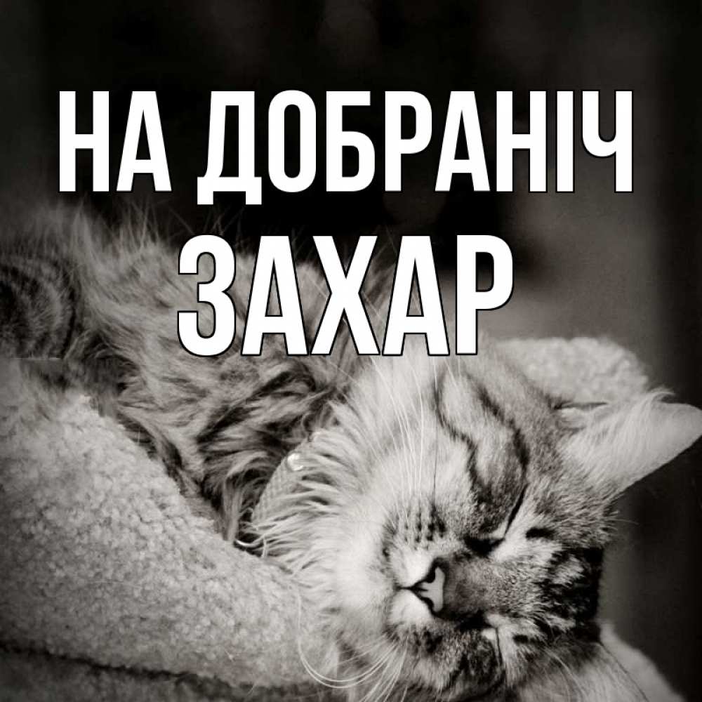 Открытка на каждый день з підписом, Захар На добраніч котярик пушистый Прикольна листівка з побажанням онлайн скачати безкоштовно 